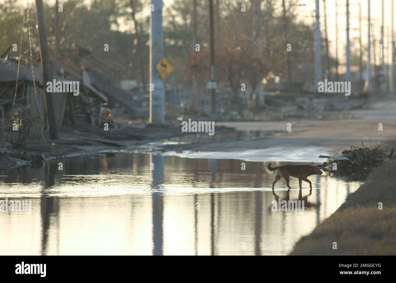 Animals - Rescue - 26-HK-60-2. LA 9th Ward--dog on flooded street with destroyed structures--by Andrea Booher-FEMA. Hurricane Katrina Stock Photo