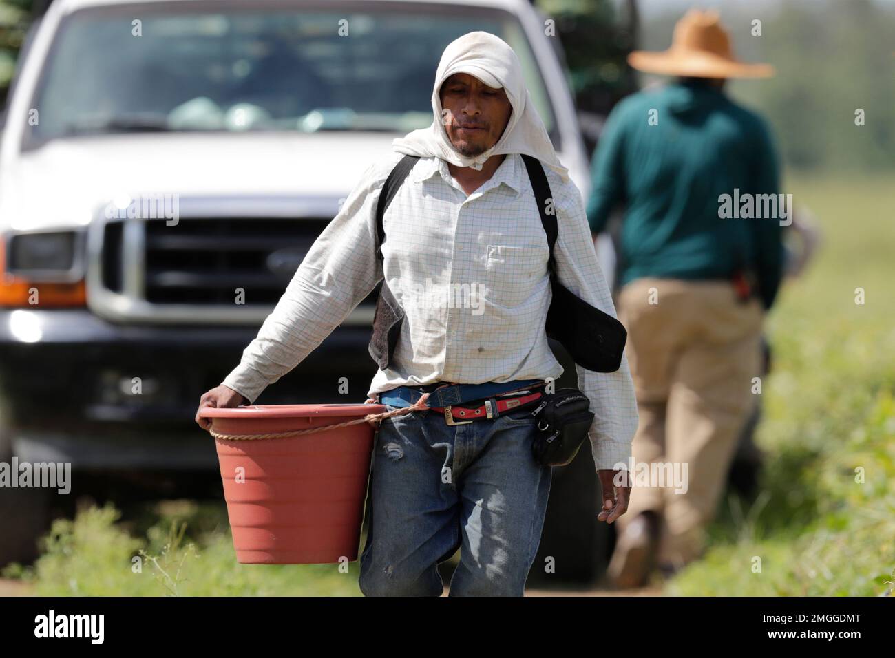 Farmworkers, considered essential workers under the current COVID-19 ...