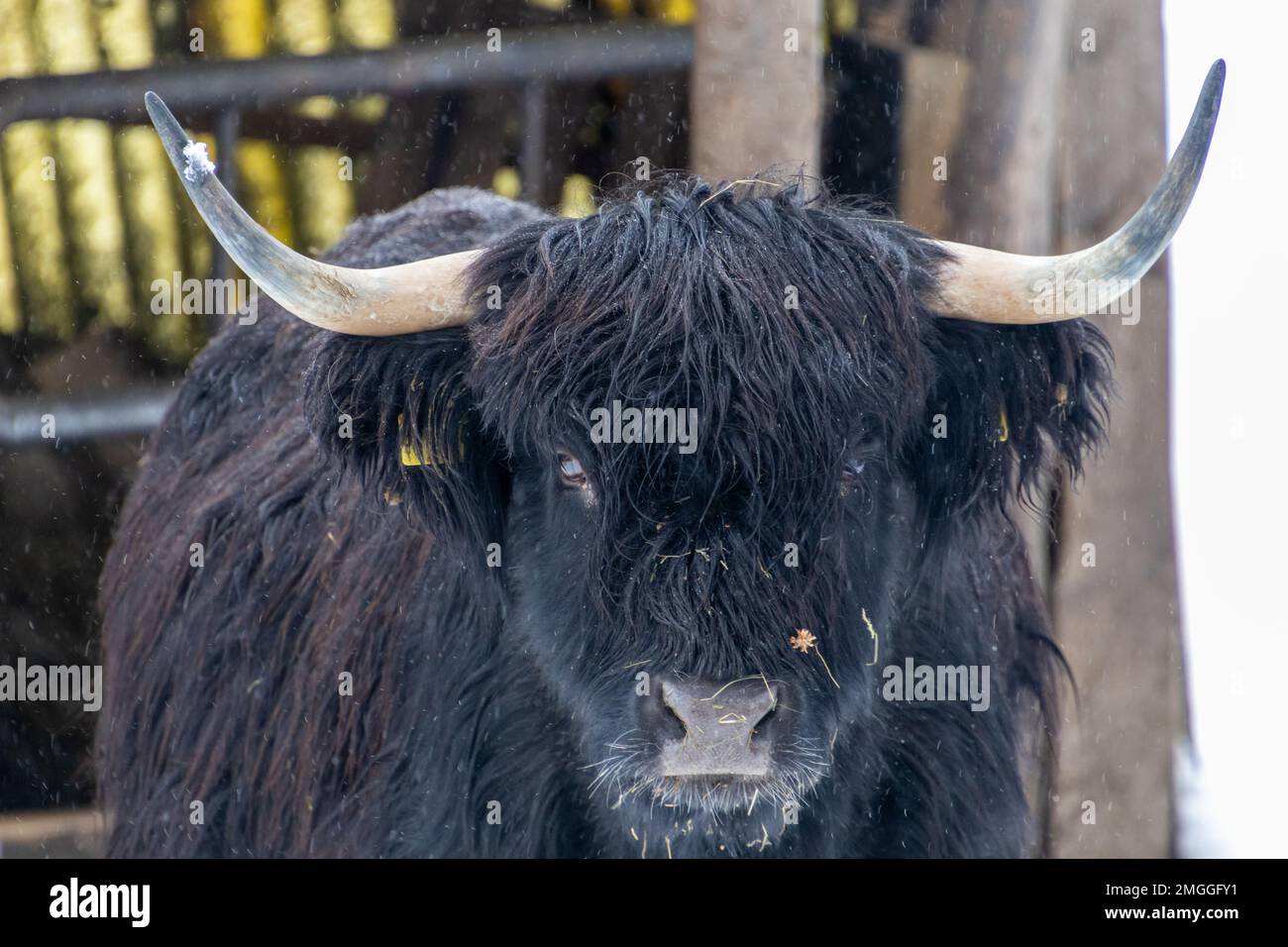 scottish highland cow in thuringian forest germany with snow Stock ...
