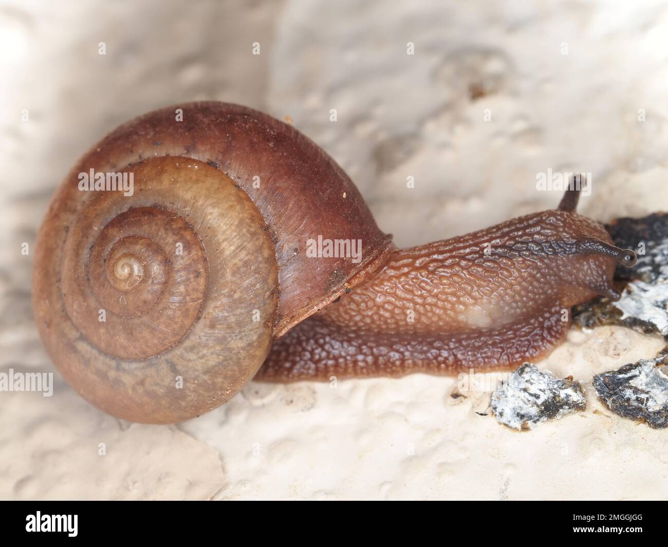 Invasive snail (identified as Bradybaena similaris colour form) on Maui, Hawaii, USA Stock Photo