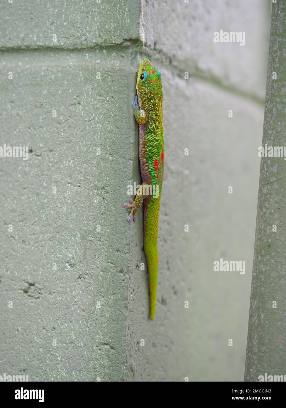 Gold dust day gecko (Phelsuma laticauda) on a wall on Maui, Hawaii Stock Photo