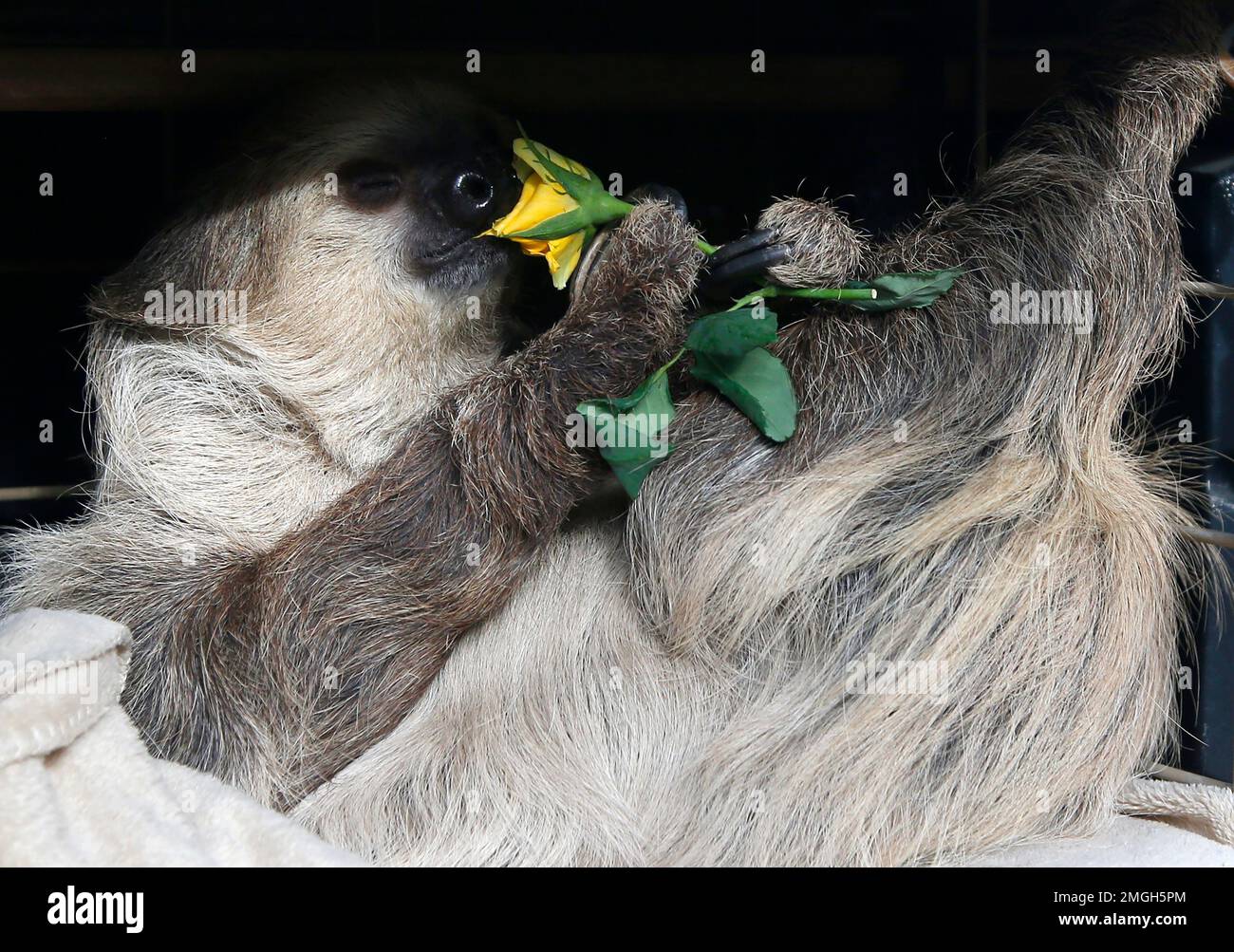 Fernando, the two-toed sloth, eats inside his habitat at the Phoenix ...