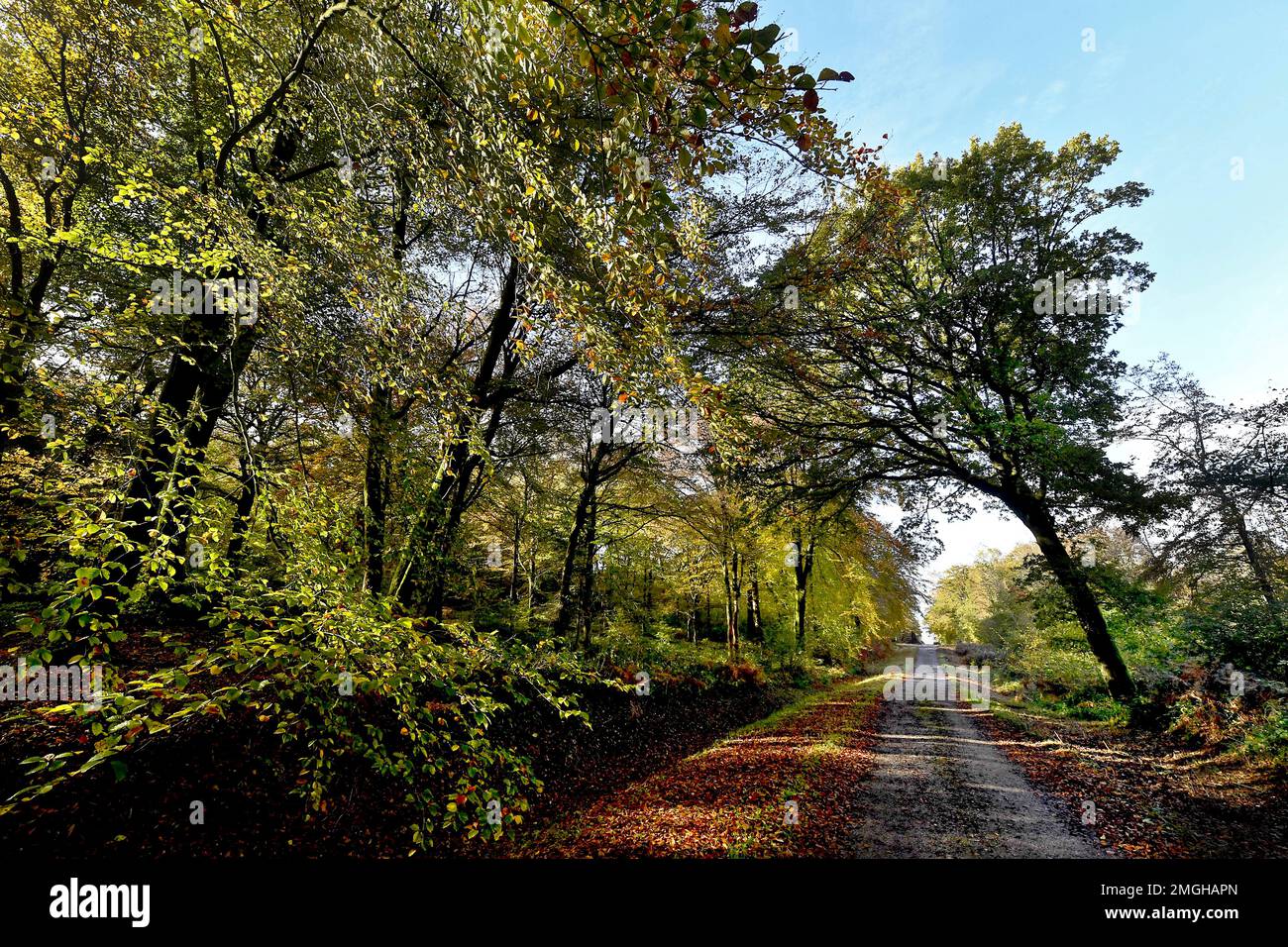 Desvres (northern France): path in the state-owned forest in autumn and bended tree Stock Photo