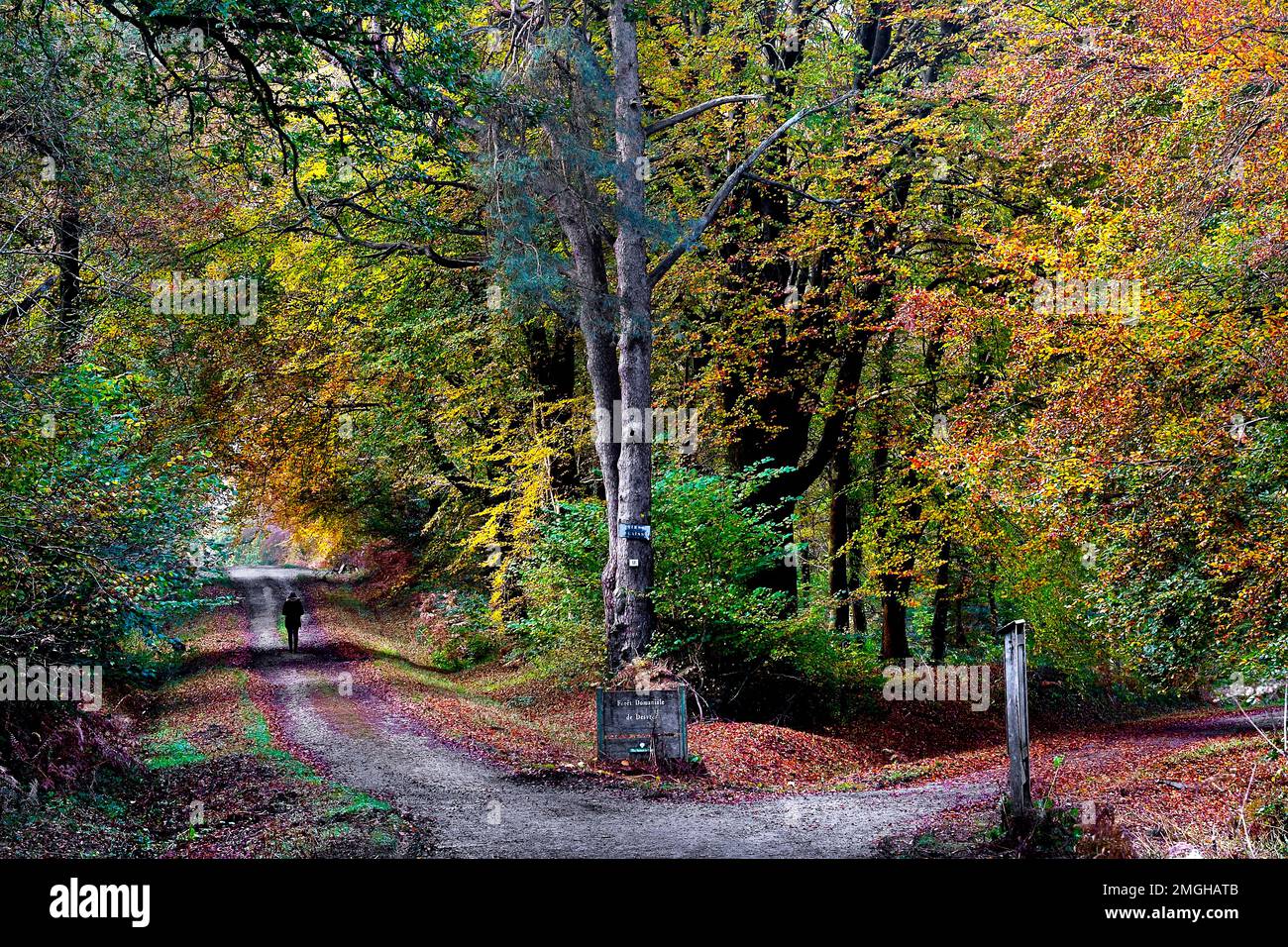 Desvres (northern France): path in the state-owned forest in autumn and bended tree Stock Photo