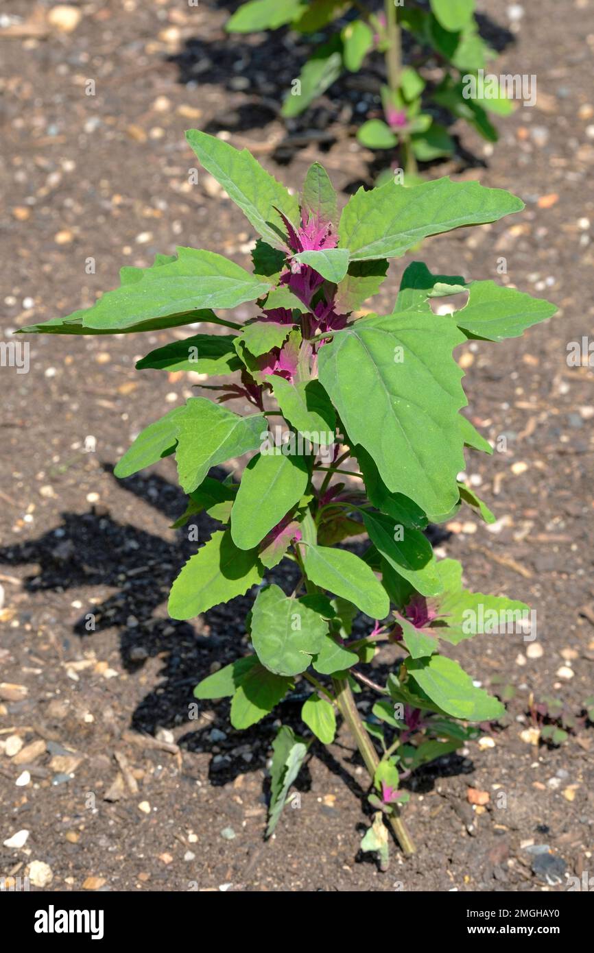 Chenopodium giganteum Magentaspreen, tree spinach Magentaspreen, edible annual with long spikes of tiny red flowers Stock Photo