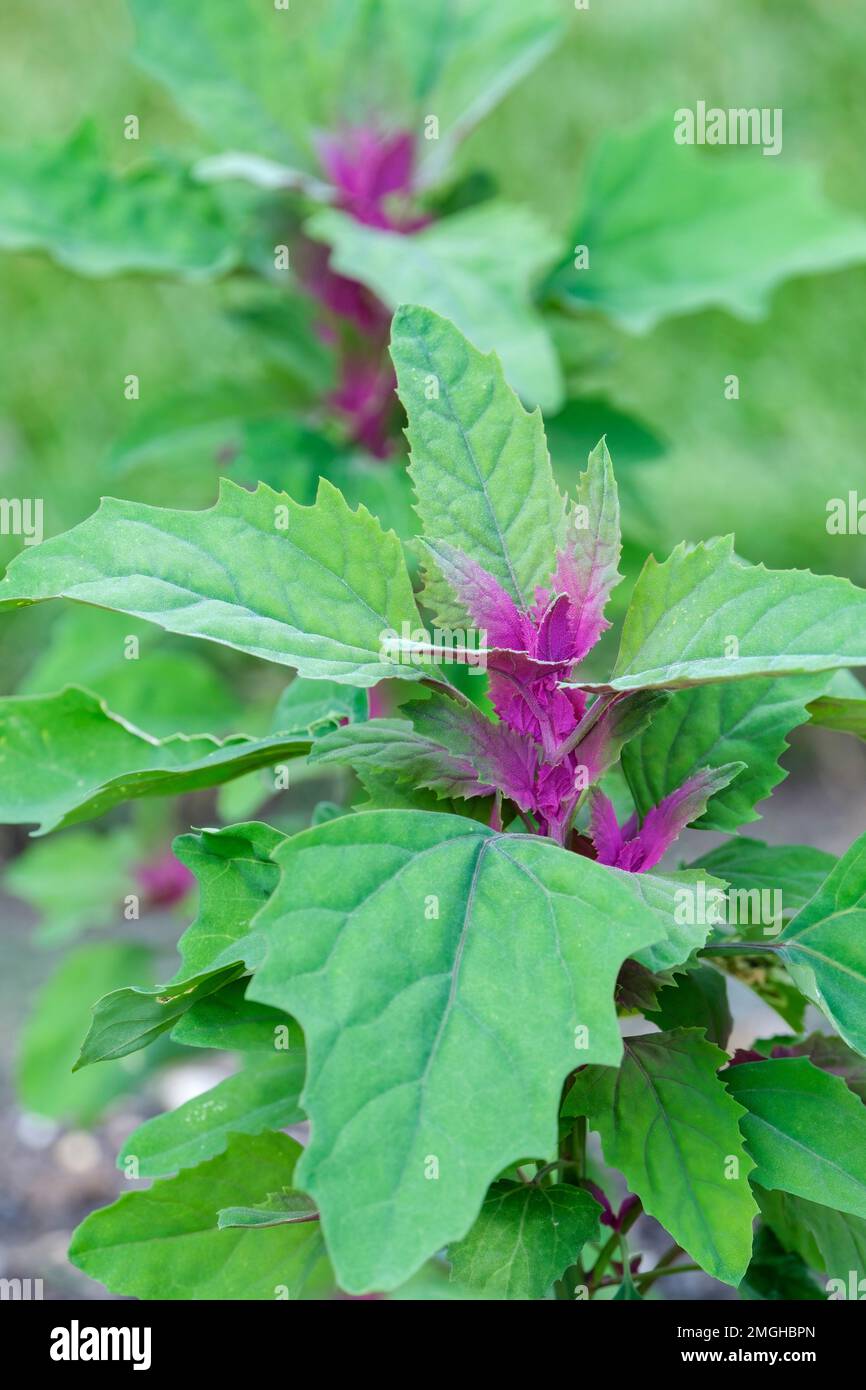 Chenopodium giganteum Magentaspreen, tree spinach Magentaspreen, edible annual with long spikes of tiny red flowers Stock Photo