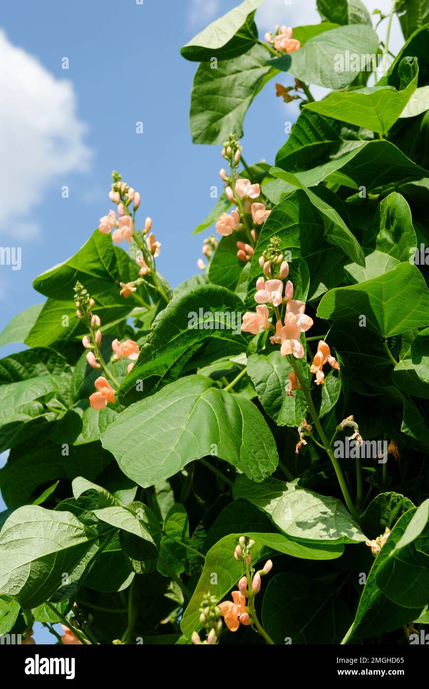 Phaseolus coccineus Celebration, runner bean Celebration, perennial climber with salmon-pink flowers Stock Photo