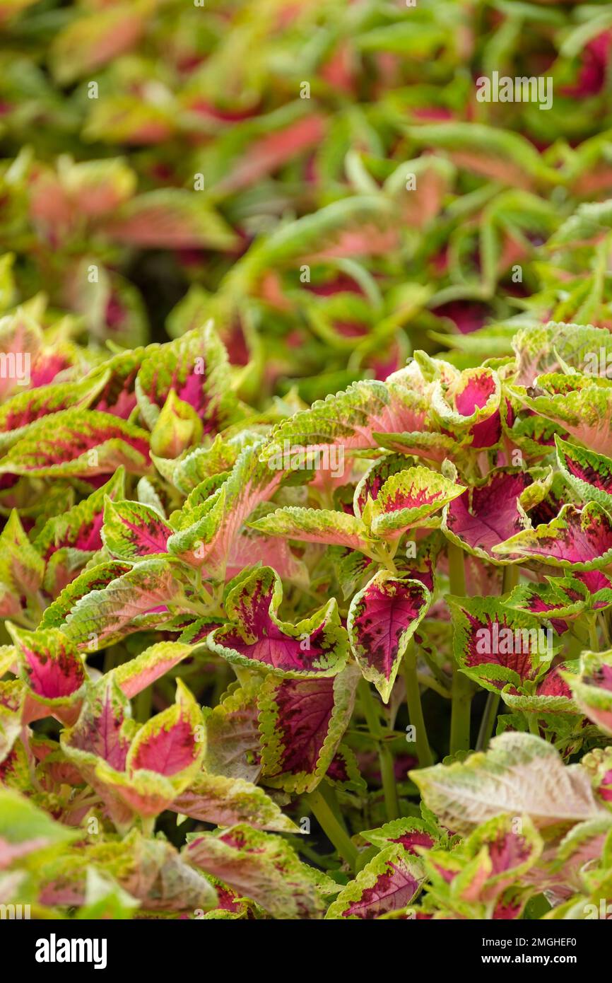 Solenostemon Watermelon, Coleus Watermelon,  evergreen perennial, leaves, magenta centre, green margins that are heavily marked with dark purple-blue Stock Photo