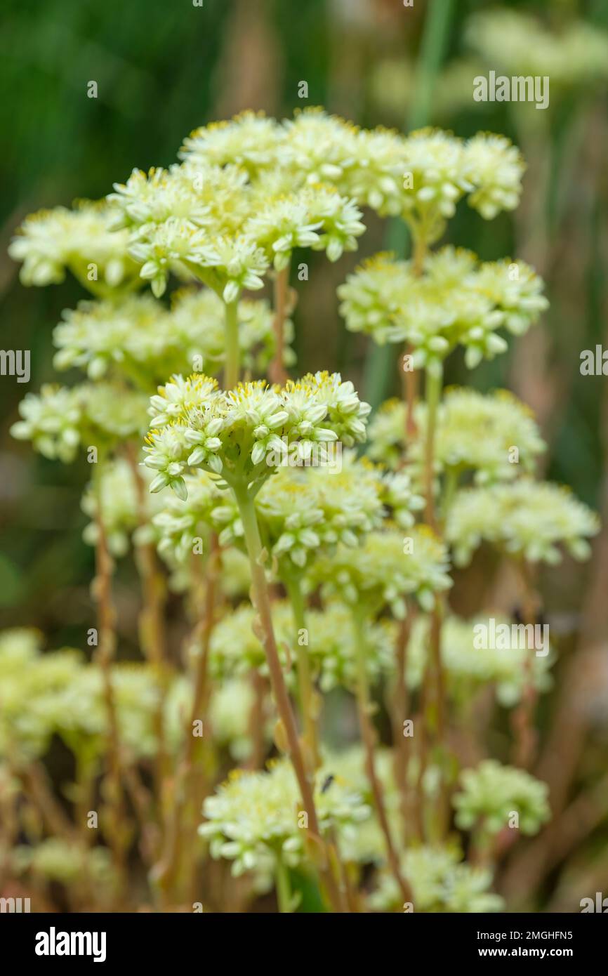 Sedum sediforme, Pale stonecrop, succulent, evergreen perennial with rounded clusters of cream to pale yellow flowers Stock Photo