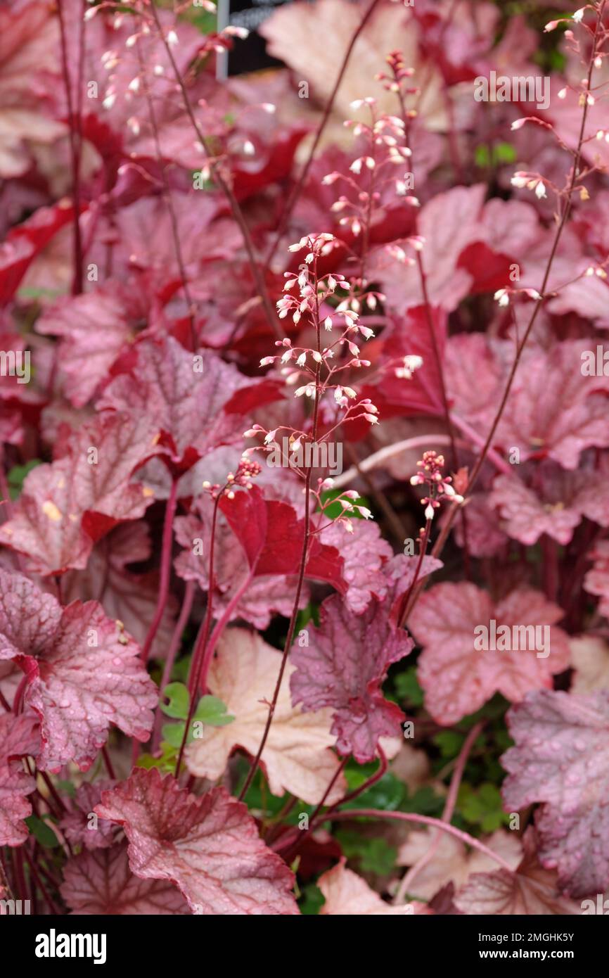 Heuchera Berry Smoothie, alum root Berry Smoothie, perennial, rounded, lobed leaves, creamy white flowers, flushed with pale pink Stock Photo