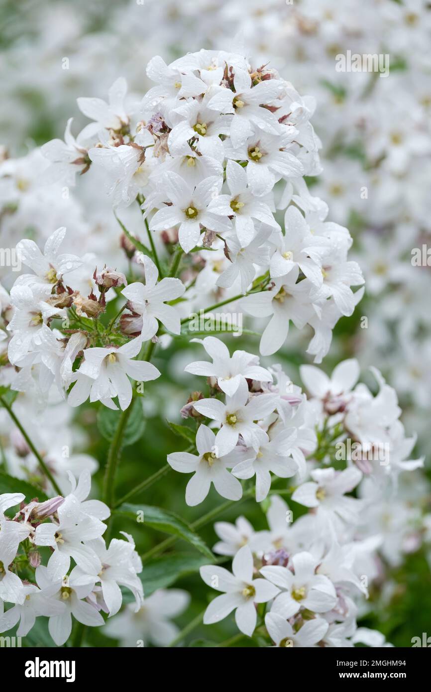 Campanula lactiflora Assendon Pearl, milky bellflower Assendon Pearl, perennial, terminal clusters of white, star-shaped flowers Stock Photo