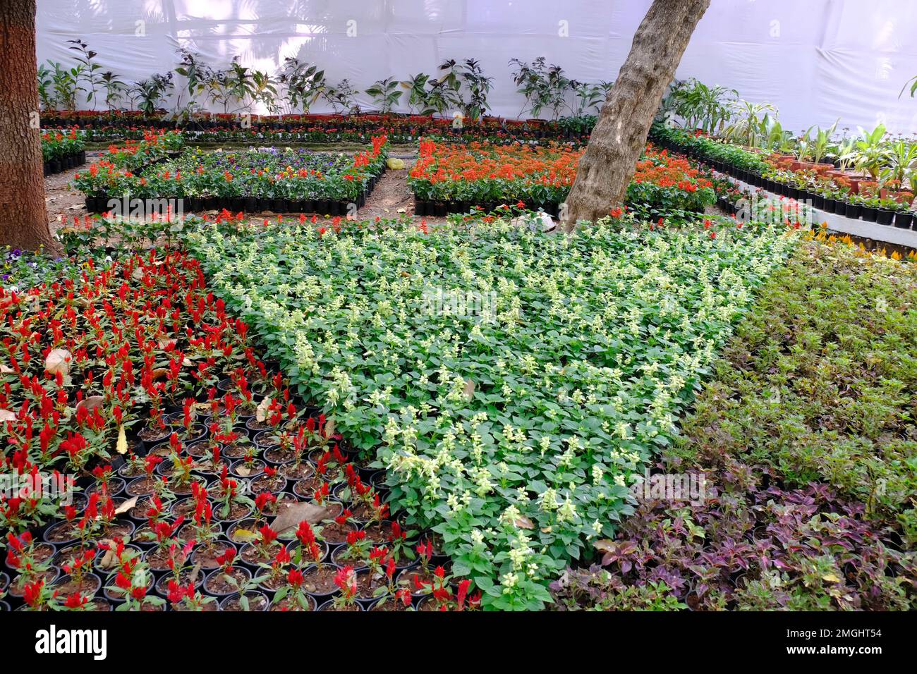 25 January 2023, Pune, India, The empress Botanical Garden during