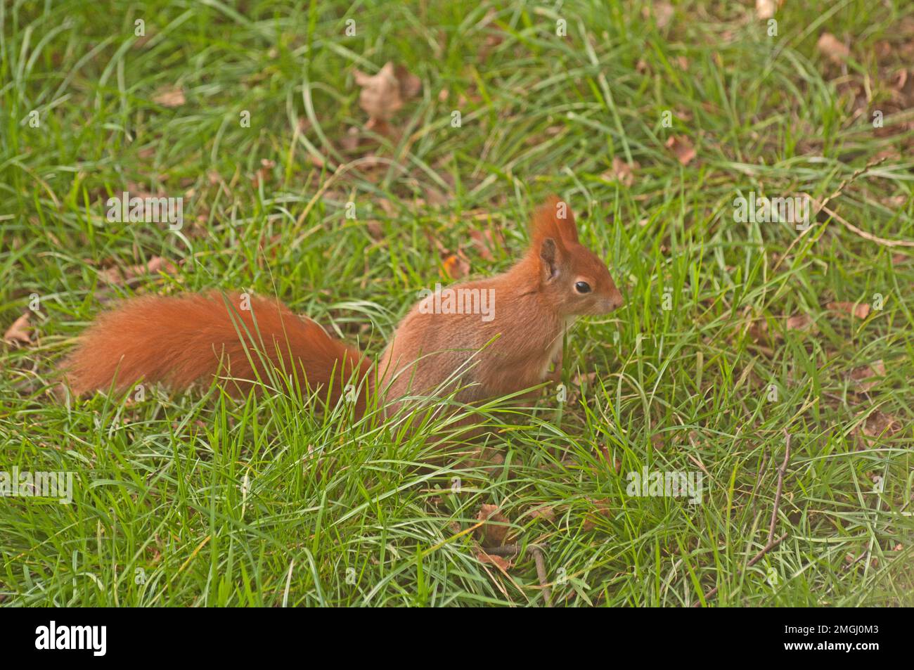 RED SQUIRREL Stock Photo