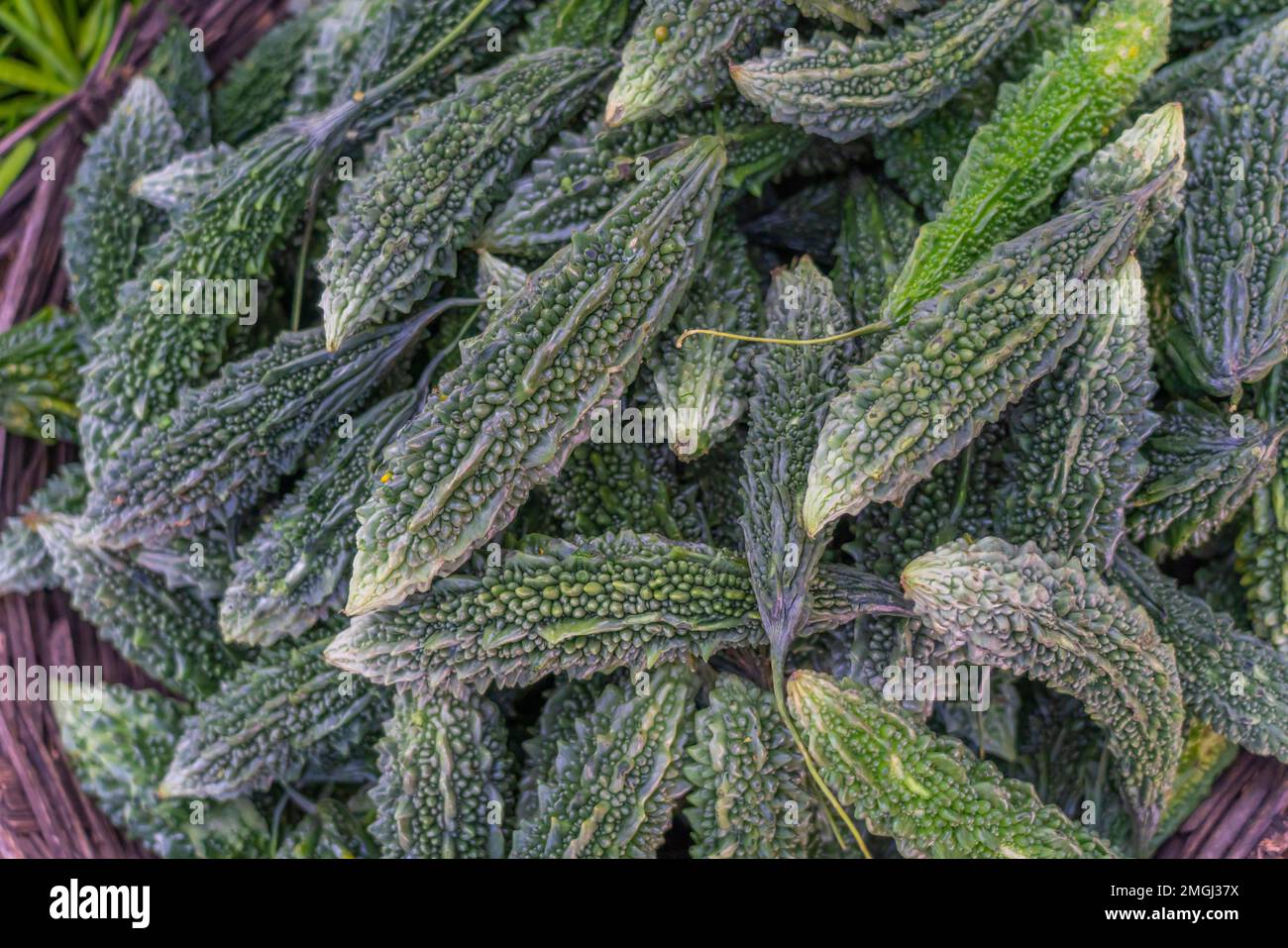 Bitter gourd also called Karela in Hindi, is a highly nutritious