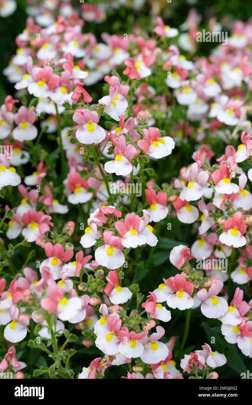 Nemesia Lady Penelope, short-lived perennial, bi-coloured flowers, yellow eye, rose-pink upper petals and white lower ones Stock Photo