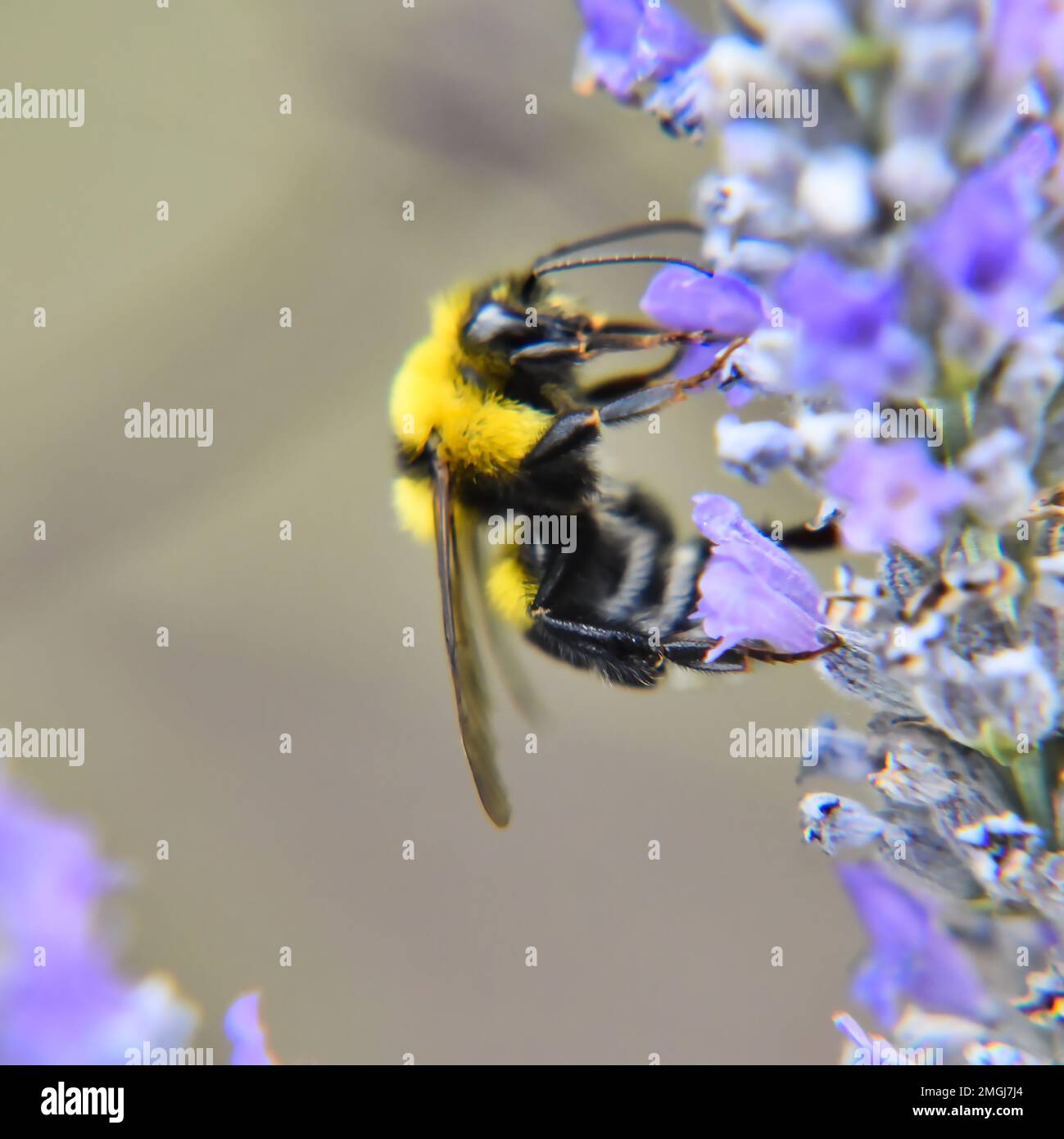 A closeup of bee sipping nectar from purple flower Stock Photo