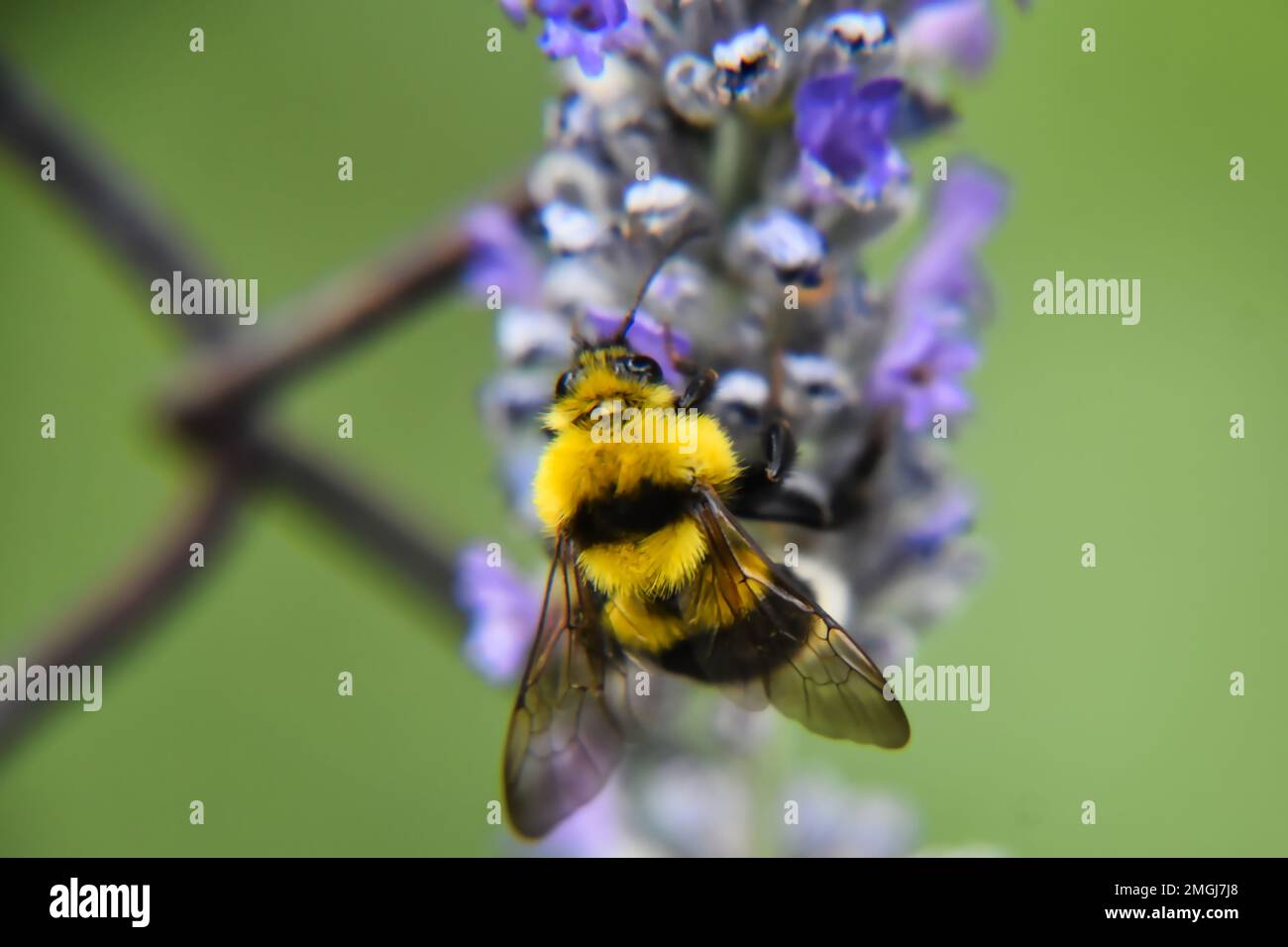 A closeup of bee sipping nectar from purple flower Stock Photo