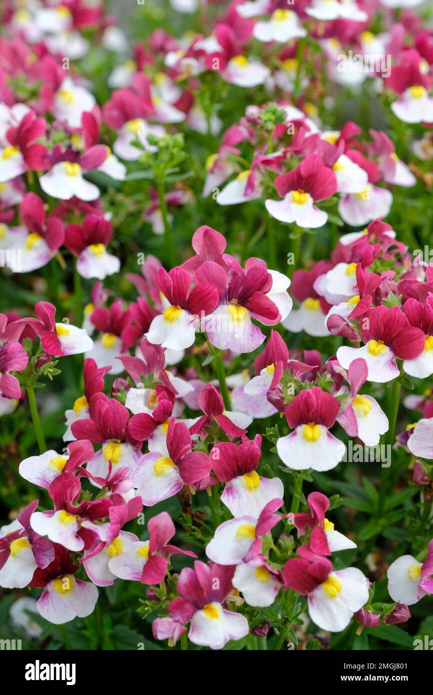 Nemesia Lady Emma, Lady Series, deciduous perennial, dark burgundy red and white flowers with yellow centres Stock Photo