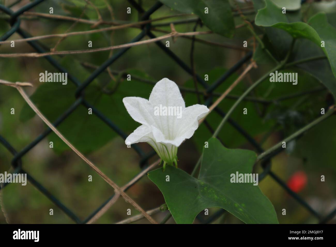 Close up of a white funnel shaped flower on a vine which is growing on a fence in the garden Stock Photo