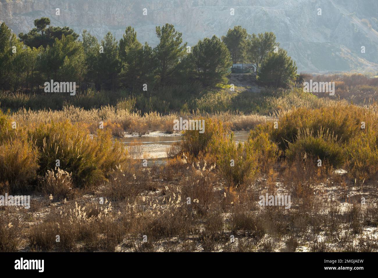 An incredible swampy area covered with faded plants in the rays of the evening sun Stock Photo