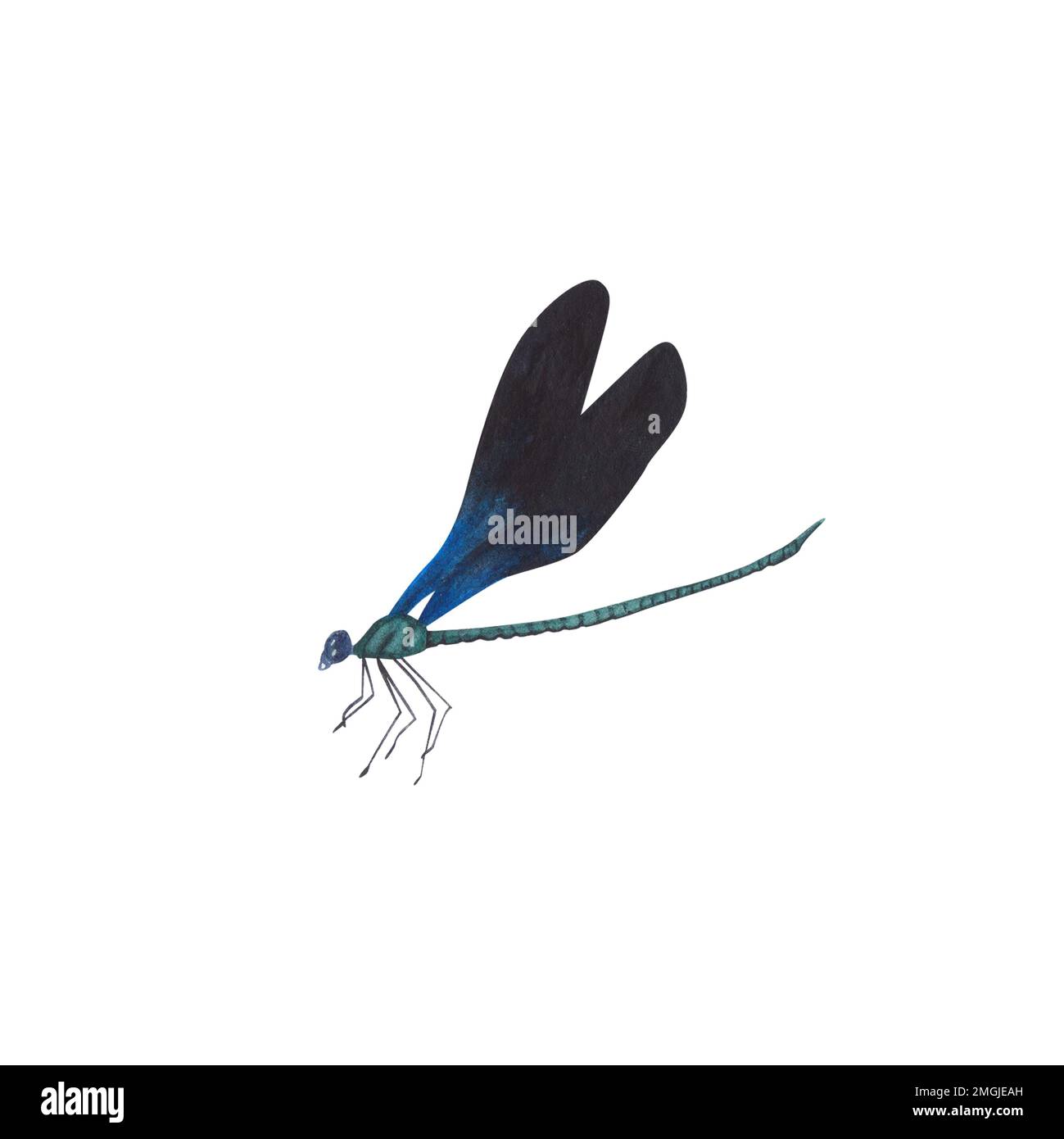 Black blue Dragonfly Dragonfly with detailed wings isolated on white ...