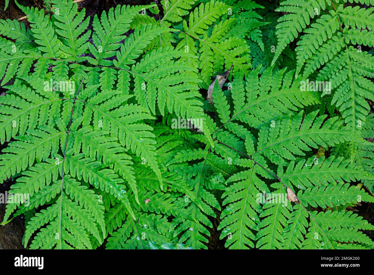 Beautiful pattern of Ferns in the forests of mainland China Stock Photo