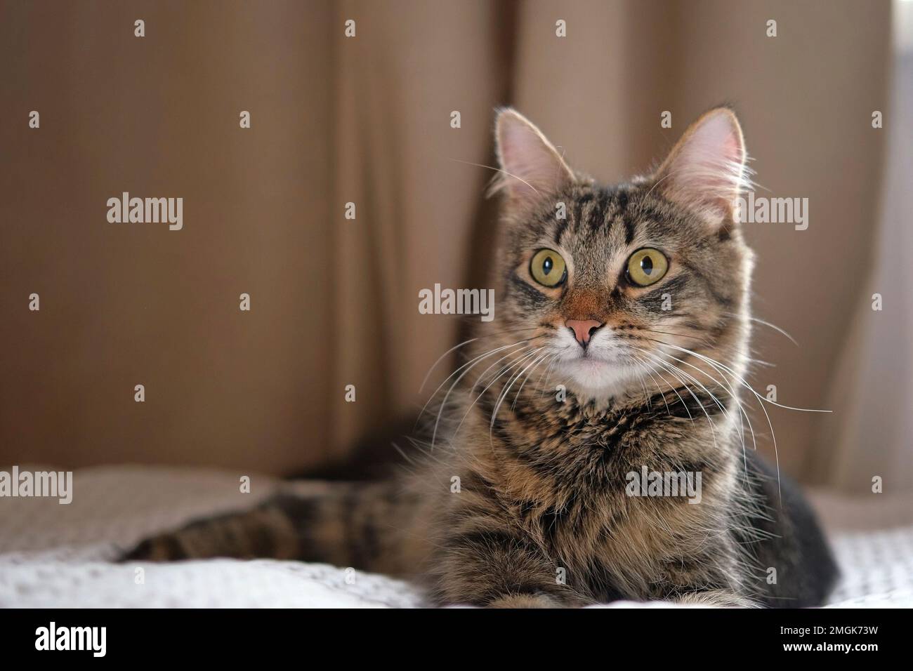 Surprised cat look around follow something, closeup. Tabby domestic cat