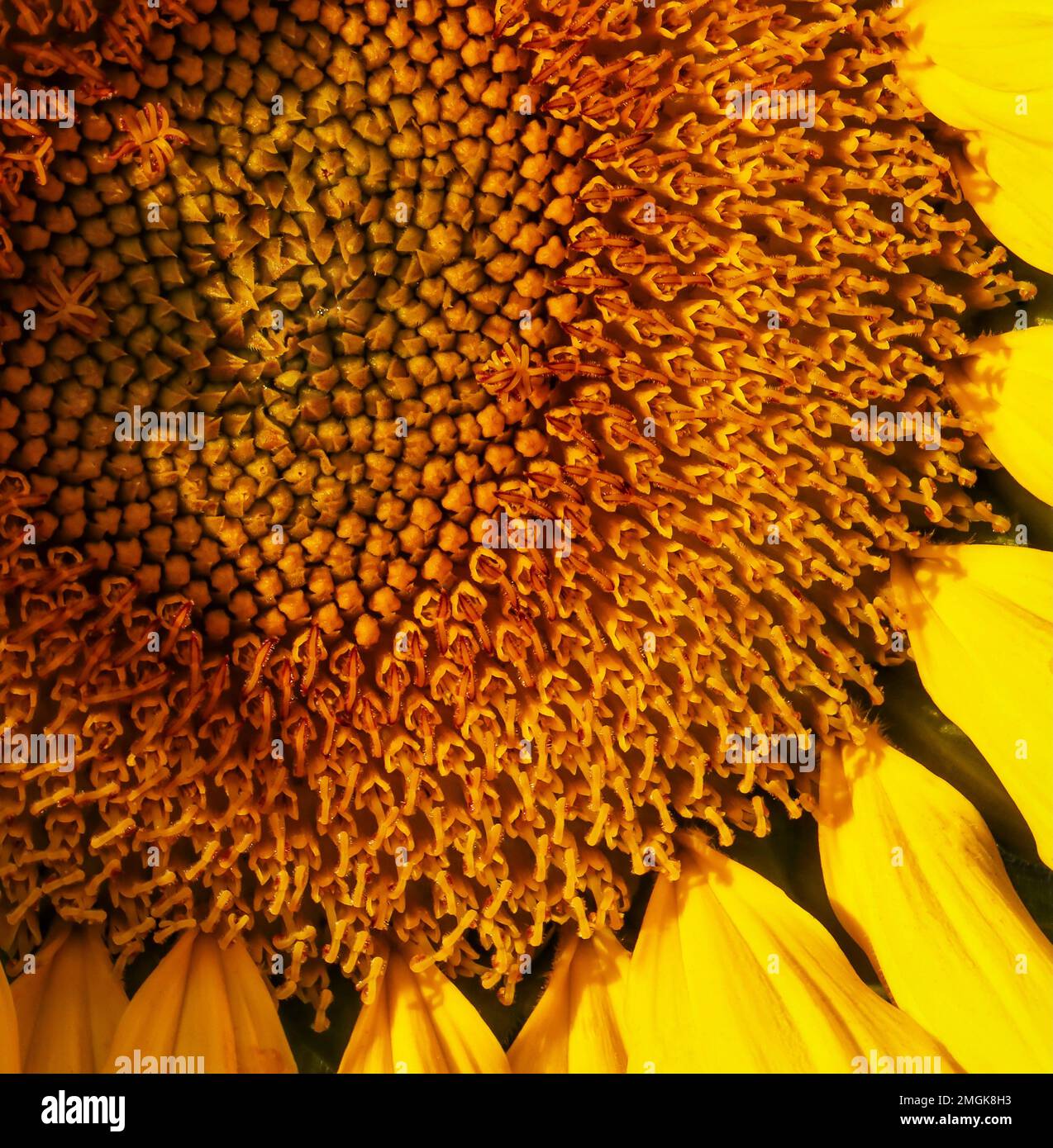 Sunflower closeup. Sunflower background texture Stock Photo Alamy