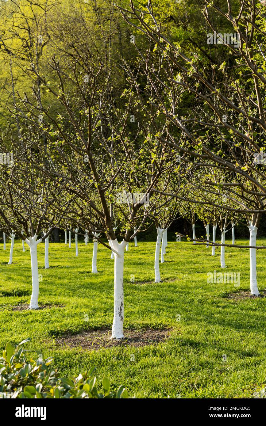 Grove with young apple trees with whitewashed trunks growing among