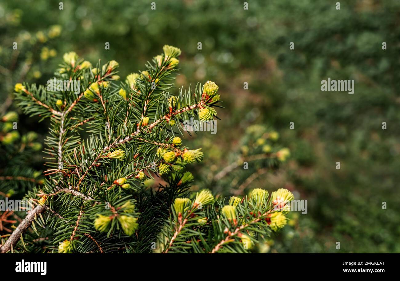 plant green background with branches of a coniferous tree with young spring bunches of needles close-up Spruce, larch or cedar copy space Botanical ga Stock Photo
