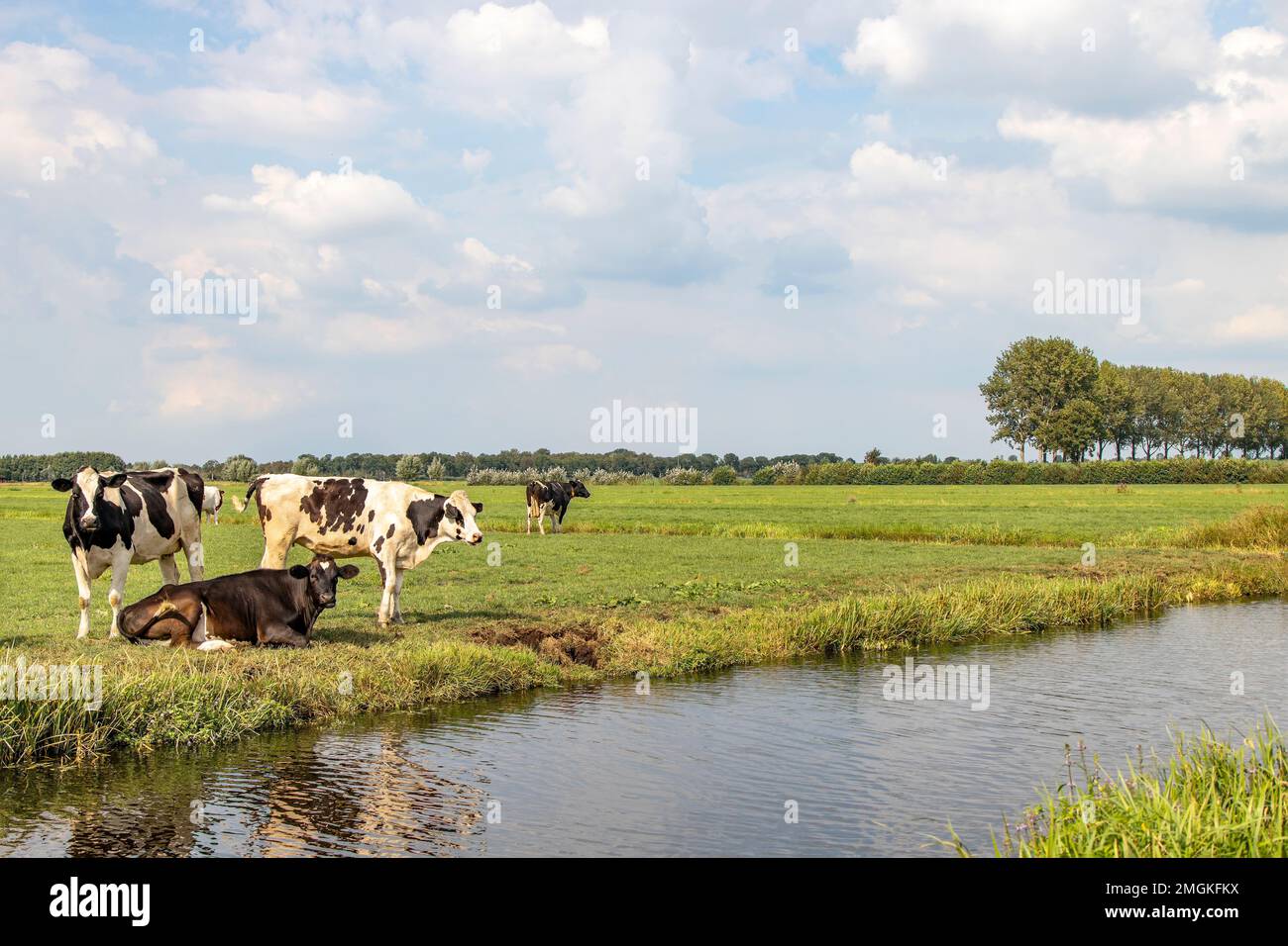 Pack cows at the edge of a creek, landscape of the netherlands, flat ...