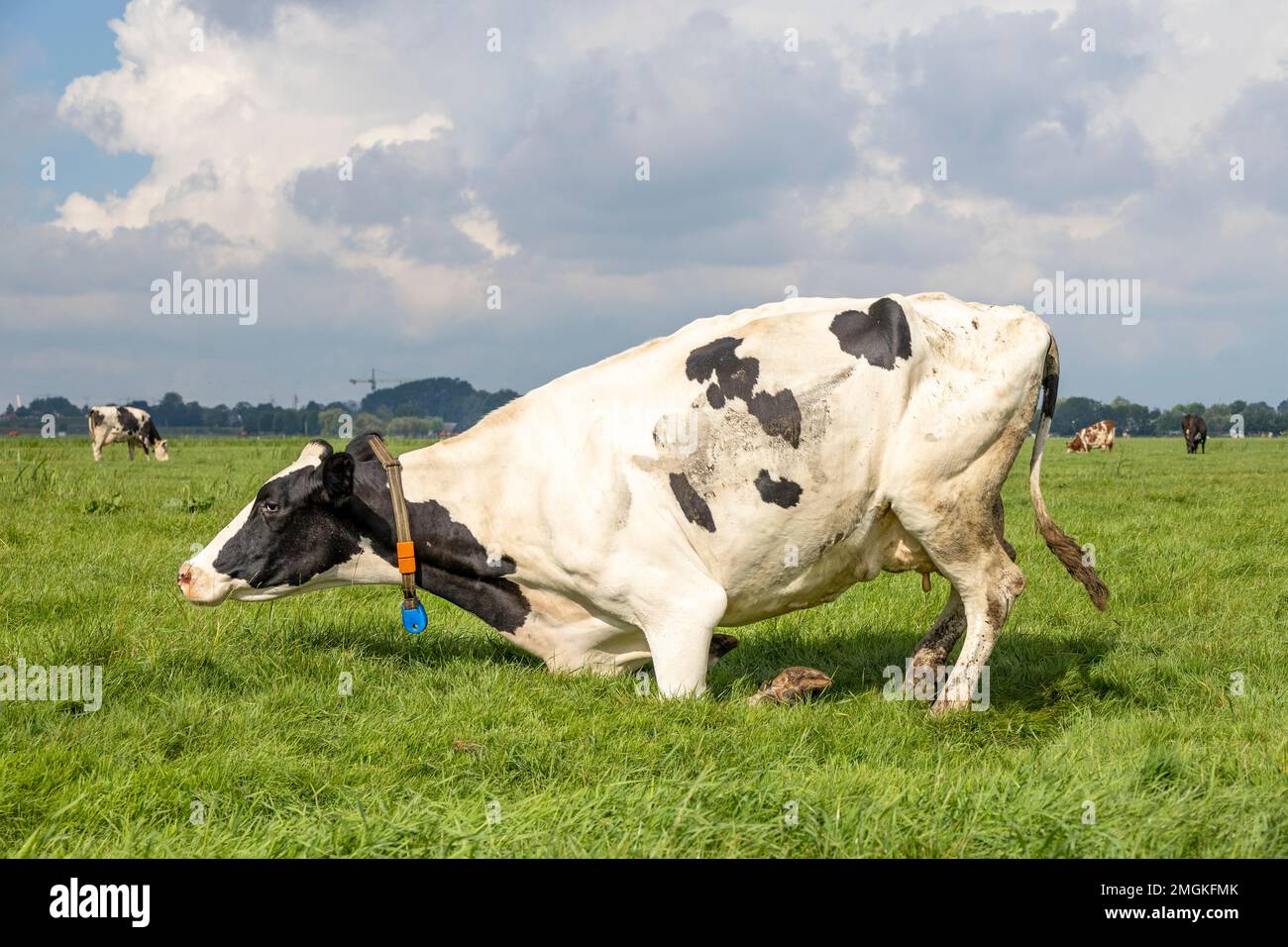 Kneeling cow or rising up,  knees in the grass, lying down black and white frisian holstein in a pasture under a blue sky and a horizon over land Stock Photo
