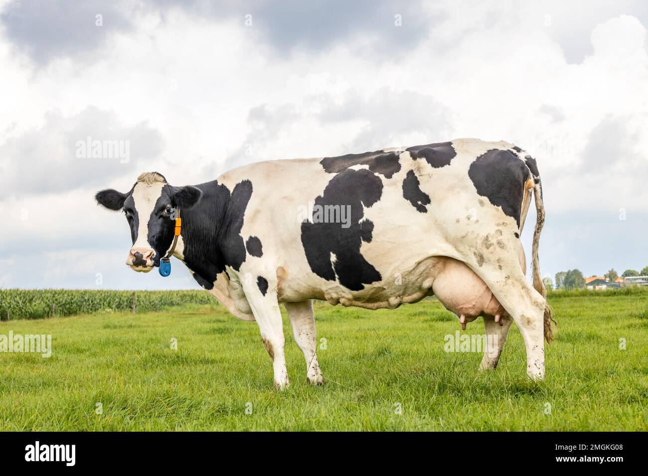Cow black mottled with round large udder in the Netherlands, standing in a pasture, green grass in a field and a blue cloudy sky, full length side vie Stock Photo