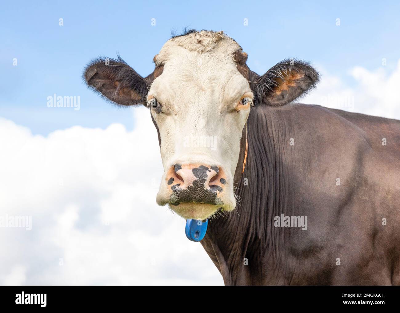 Cow face brown and white with a pink nose, looking proud and confident in front of a blue cloudy sky Stock Photo