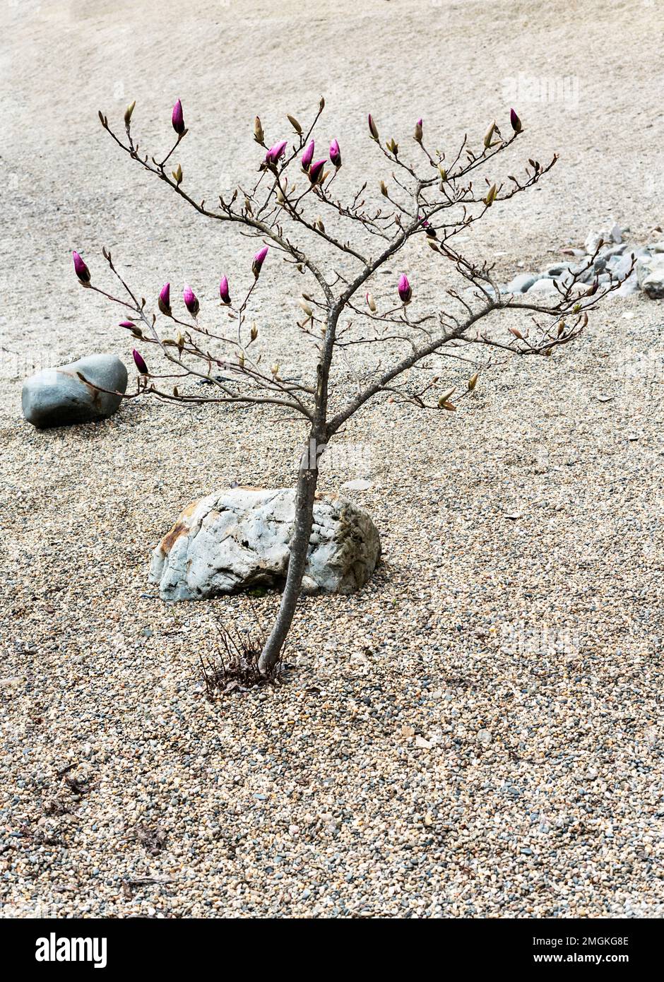 magnolia tree with unopened bud of pink magnolia flowers and green buds ...
