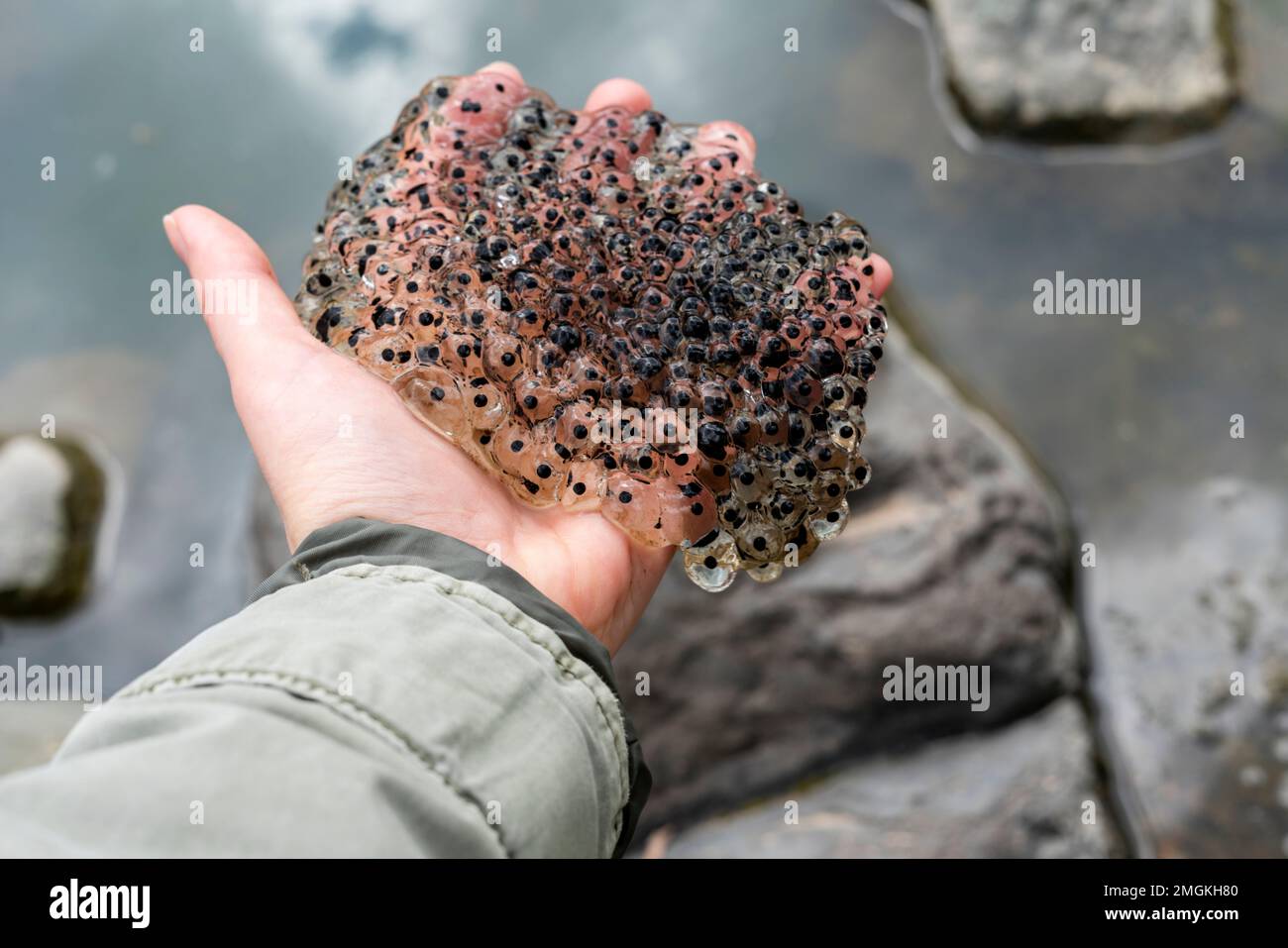 frog or toad eggs laying in human hand all against water of pond in mating season of amphibians ecology zoology concept natural phenomenon ecosystem b Stock Photo
