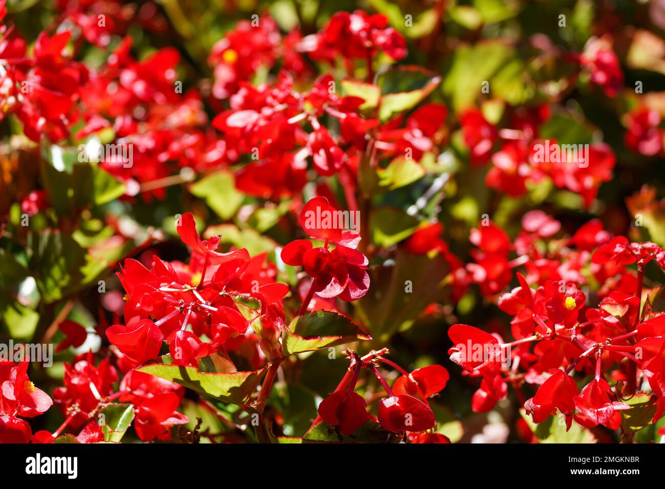 Red flowering begonia. Close-up of the flowers. Stock Photo