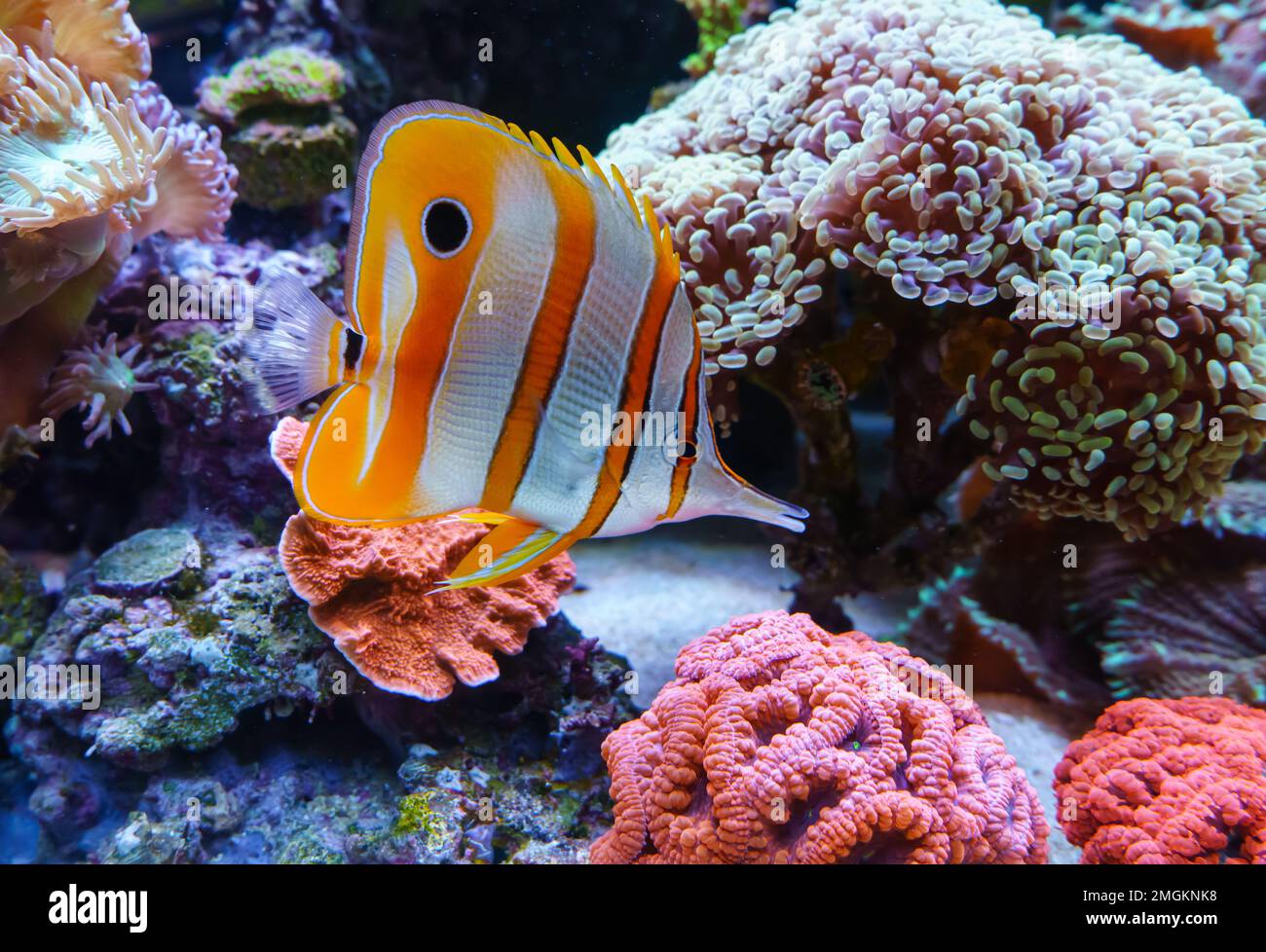 Copperband Butterfly fish. (Chelmon rostratus) Stock Photo