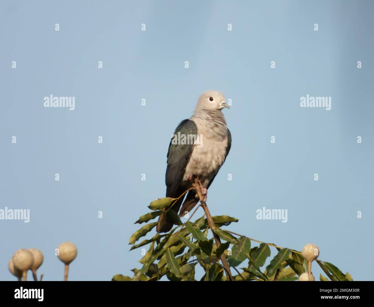 Imperial Green Pigeon Stock Photo