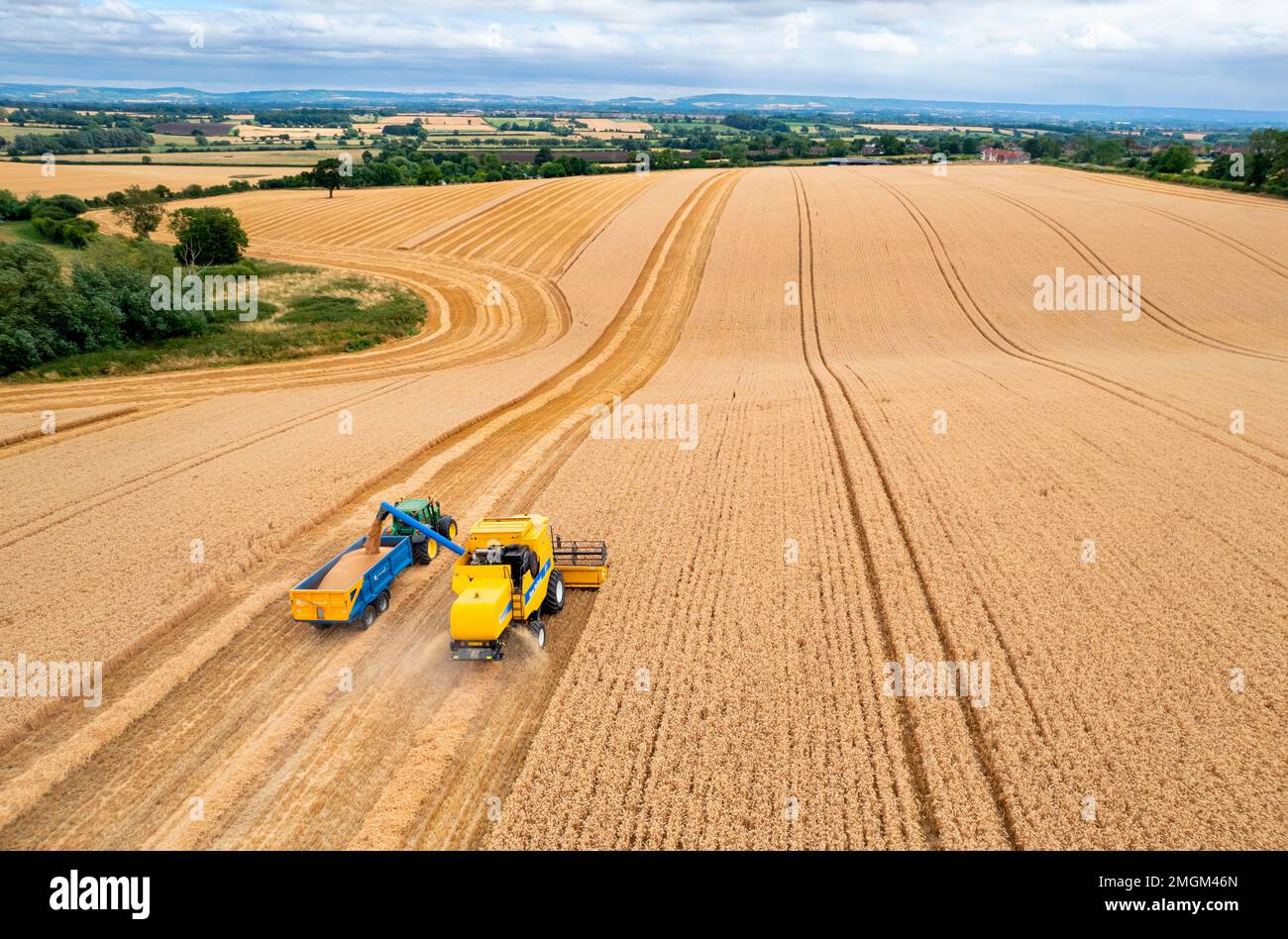 Combine harvester harvesting wheat, Chearsley,Aylesbury, England Stock