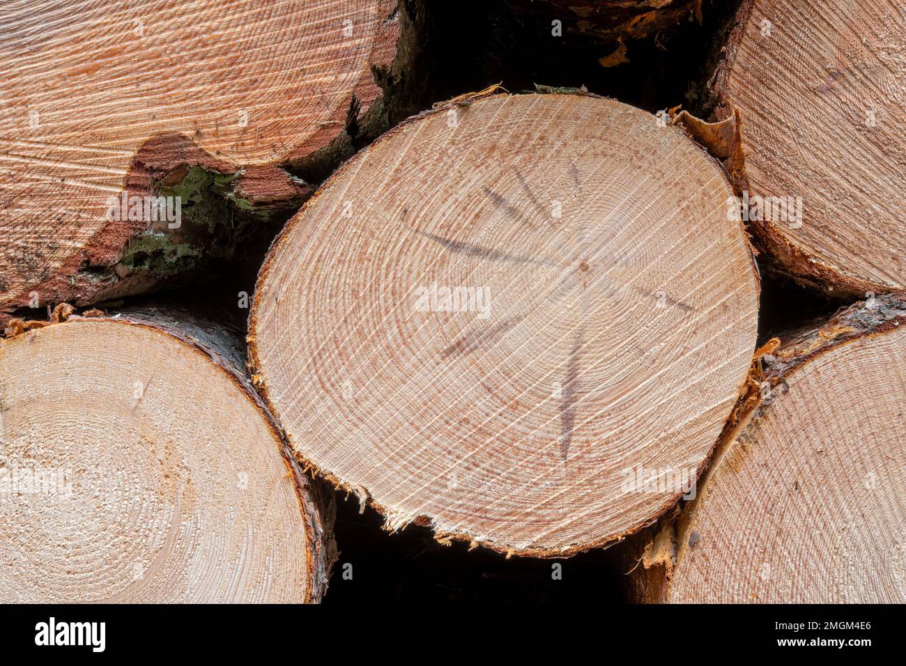 Harvested pine logs, Beacon Wood, Penrith, Cumbria, UK Stock Photo