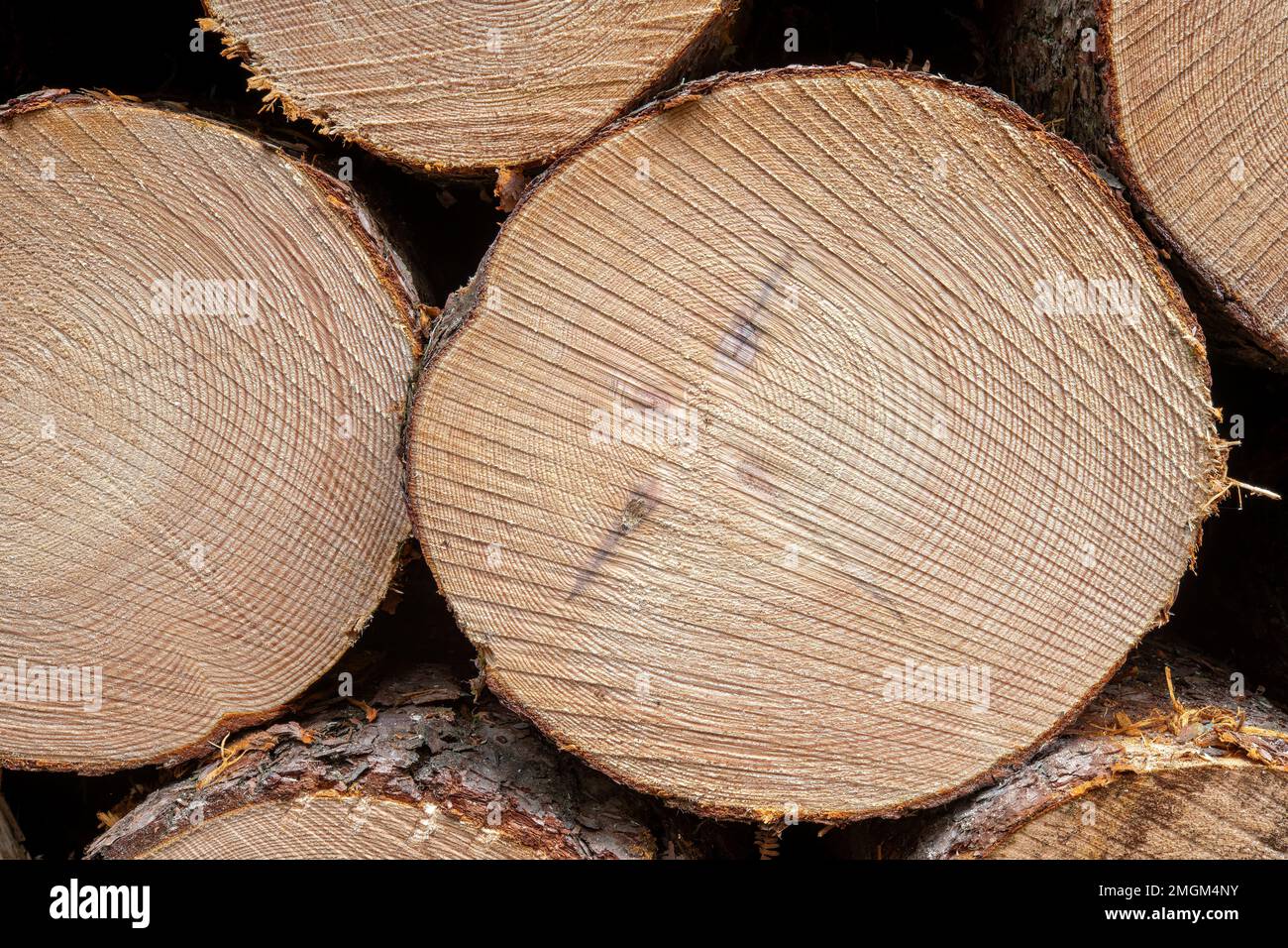 Differential growth, saw marks and past branches revealed in a cross-section of a harvested pine tree, Beacon Wood, Penrith, Cumbria, UK Stock Photo