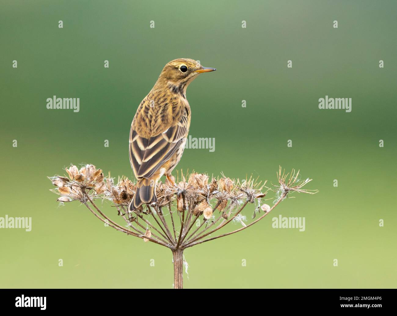 Meadow pipit (Anthus pratensis) perched on a dry flower, England Stock Photo