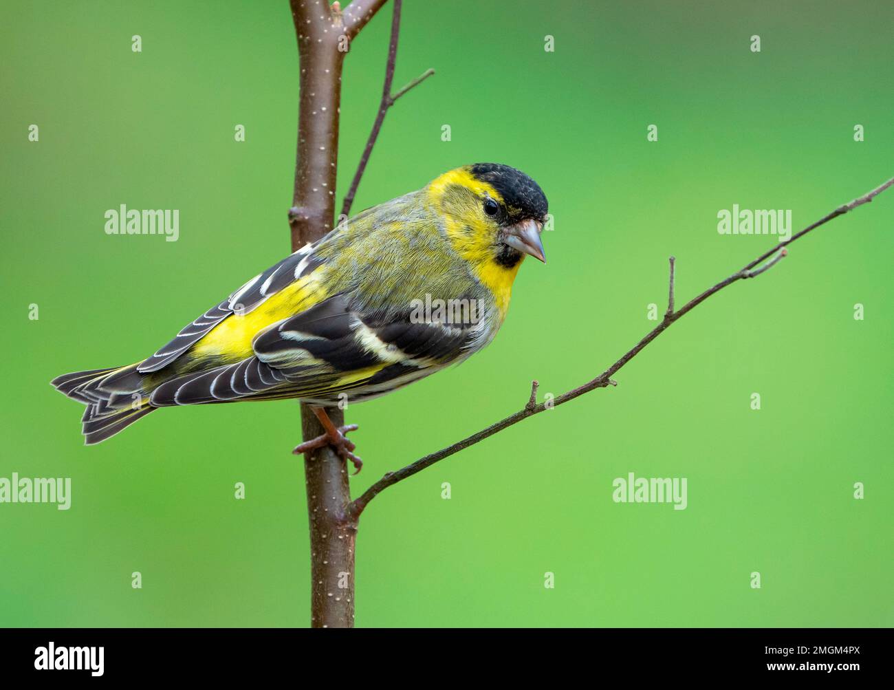 Siskin (Carduelis spinus) perched on a birch, England Stock Photo