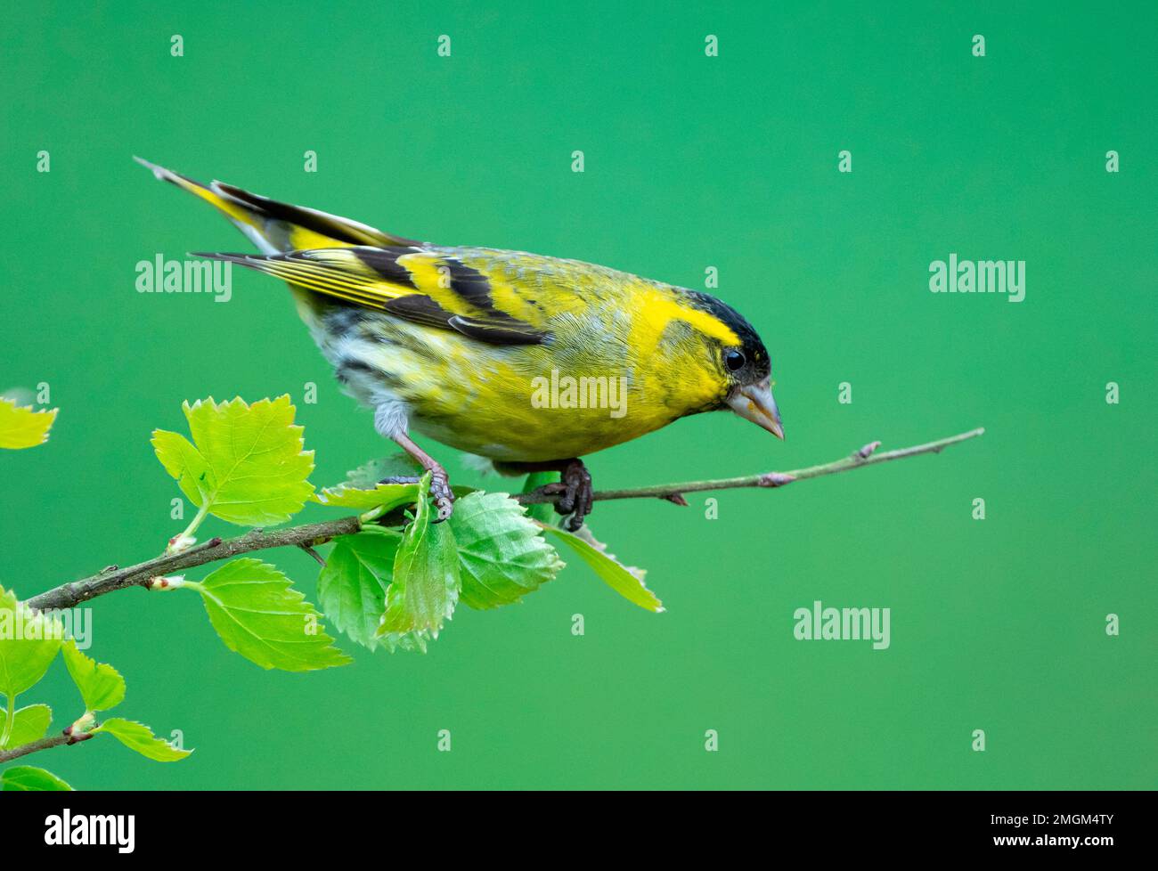 Siskin (Carduelis spinus) perched on a birch, England Stock Photo