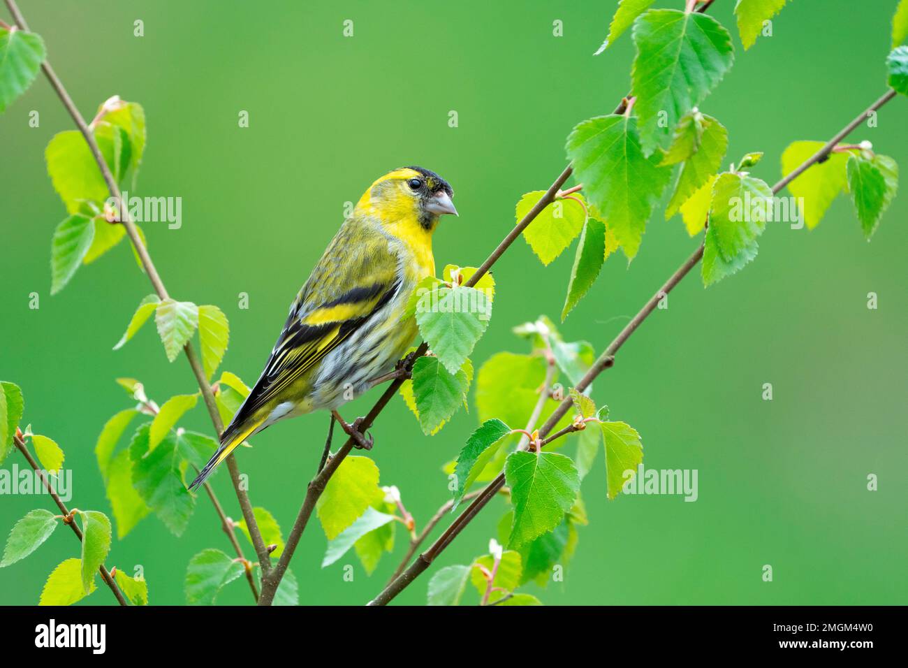 Siskin (Carduelis spinus) perched in a tree, England Stock Photo
