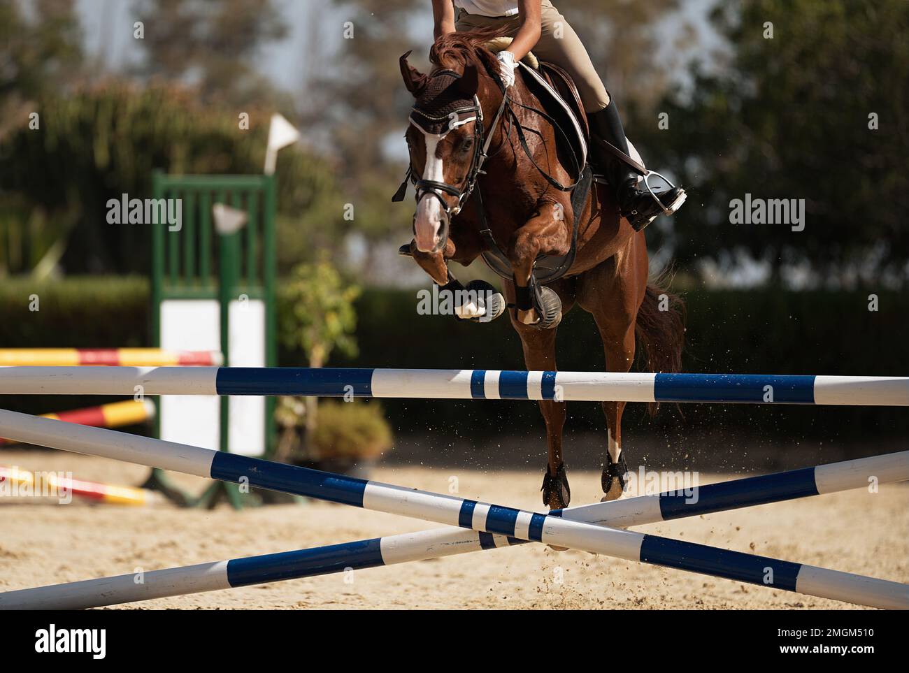 Jockey on her horse leaping over a hurdle, jumping over hurdle on