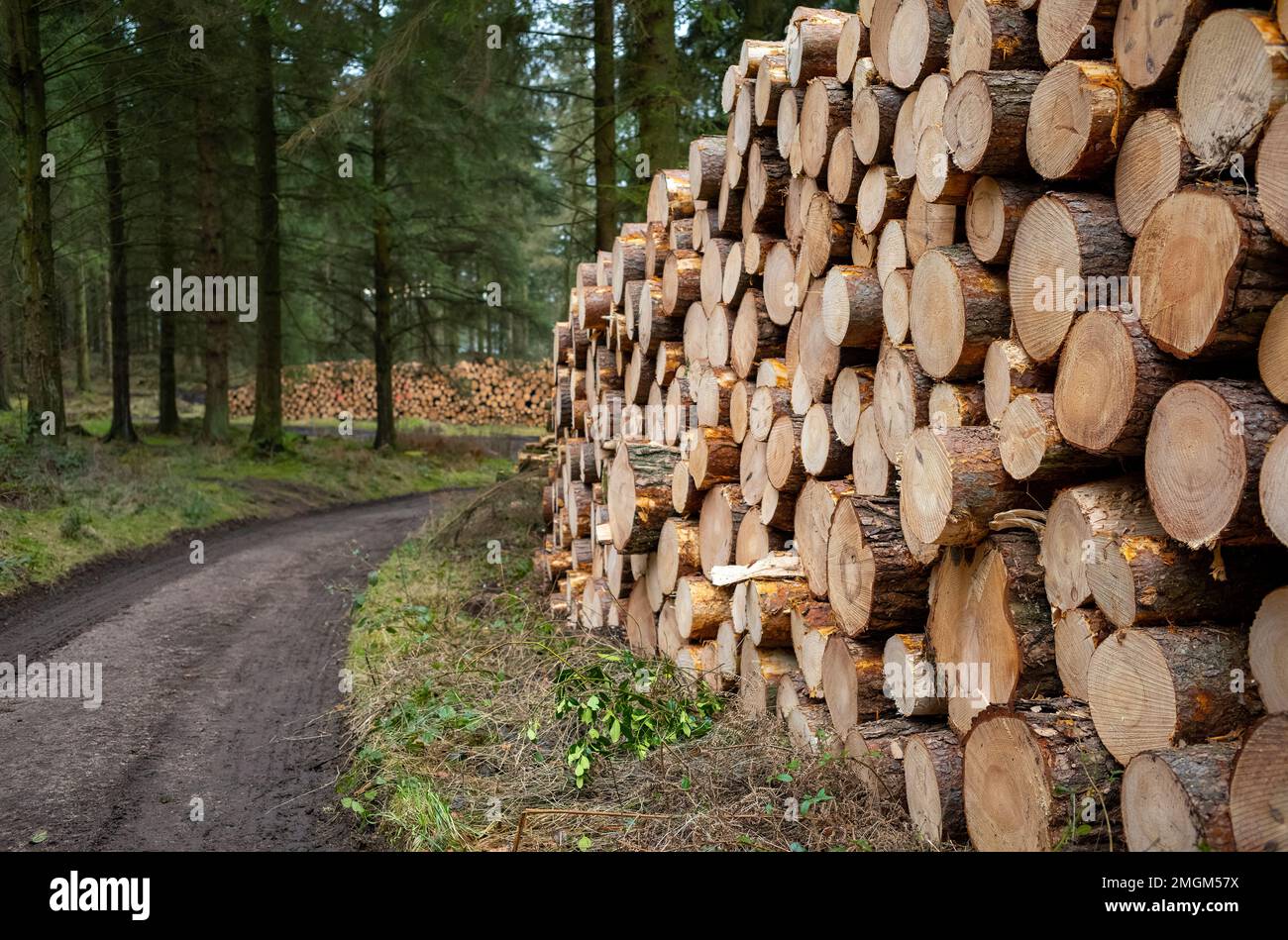Harvested pine logs awaiting collection from Beacon Wood, Penrith, Cumbria, UK Stock Photo