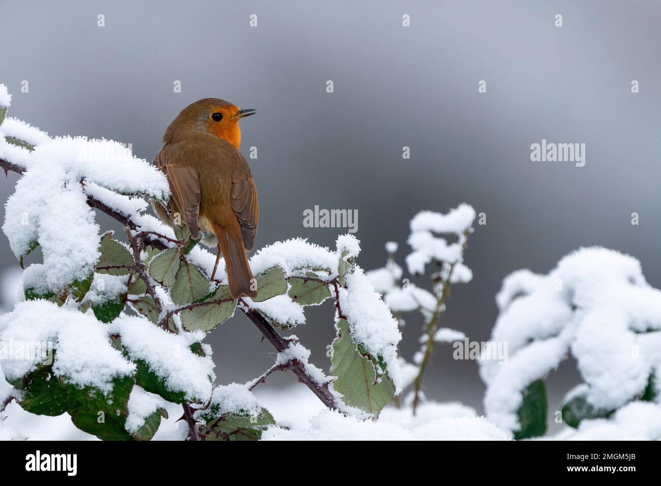 Robin (Erithacus rubecula) perched on a frost covered bramble, England Stock Photo