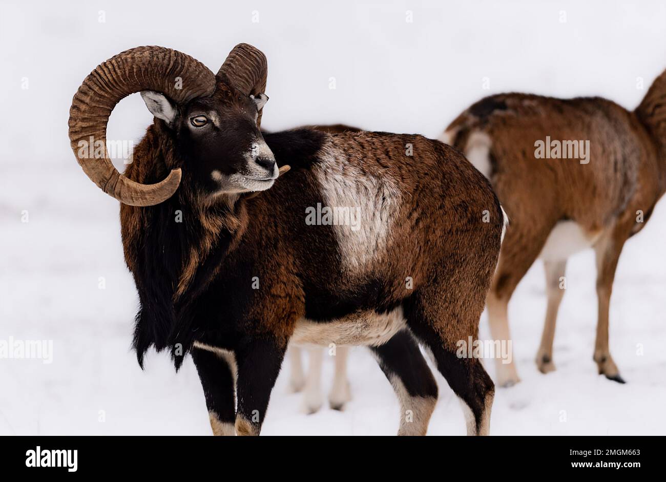 Rams head range hi-res stock photography and images - Alamy